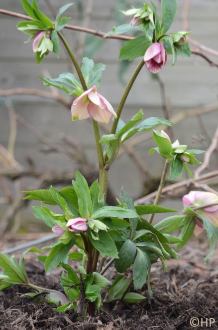 helleborus orientalis pink with green centre