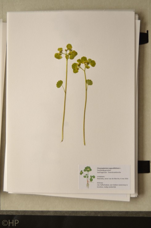 herbariumblad met Paarbladig goudveil