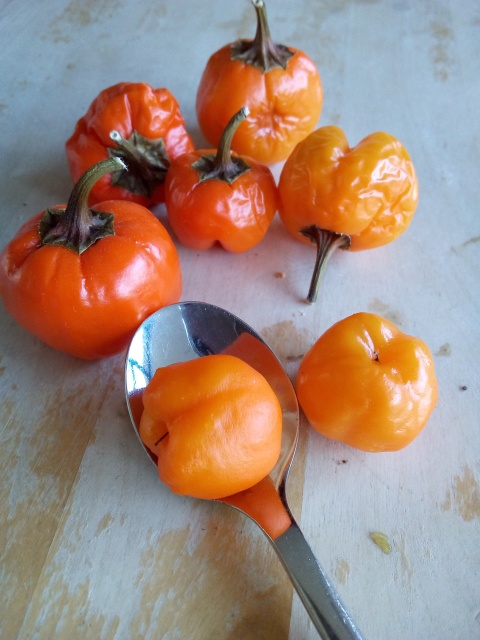 mini paprika oranje